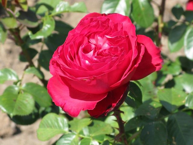  photo TraviataatfiloliIMG_1021_zpsb76e0fc9.jpg